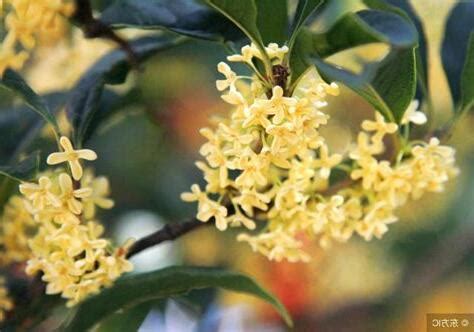 桂花陽台風水|家裡種桂花樹在風水上有什麼講究？這些禁忌要注意！。